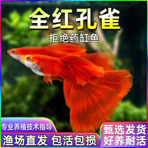 精品全红孔雀鱼凤尾淡水易繁殖耐活体好养纯种胎生观赏鱼小型热带