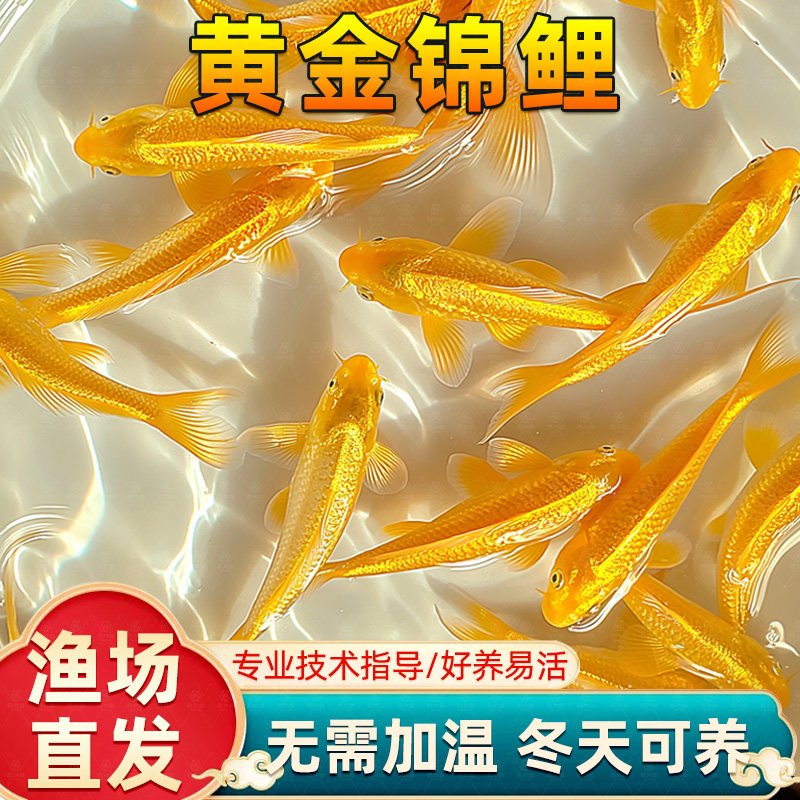 黄金锦鲤活鱼金鱼活鱼好养耐活冷水鱼鱼苗活体小金鱼观赏鱼,宠物/宠物食品及用品,鱼,淘宝优惠券,粉丝福利购,淘宝优惠卷