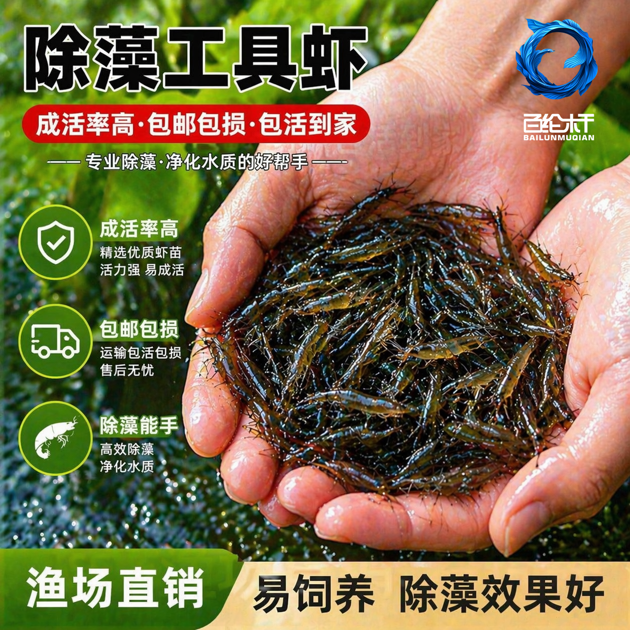 黑壳虾除藻淡水活体宠物水草虾清洁饲料工具鱼缸小草缸造景观赏虾