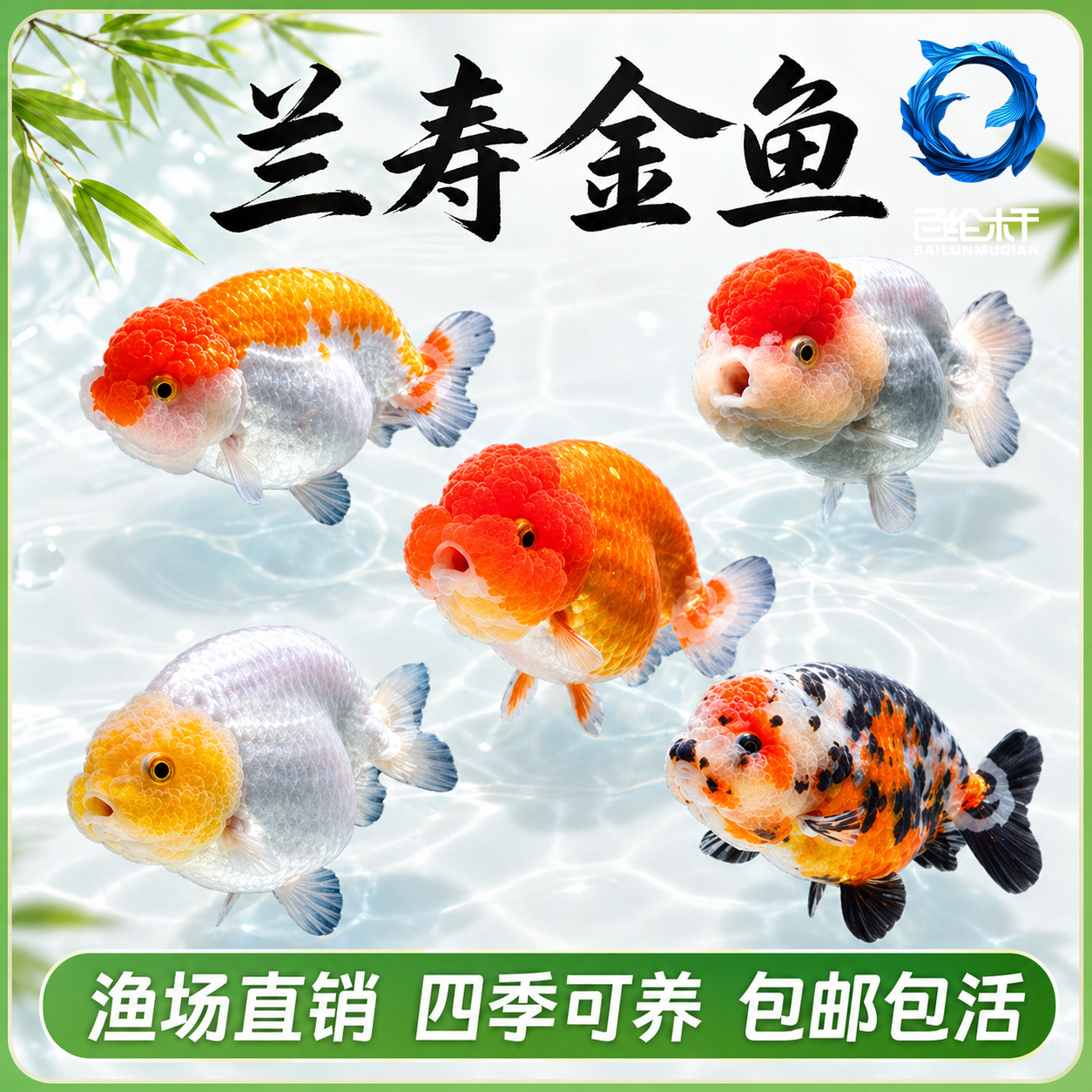 兰寿金鱼包活小型淡水冷水好养纯种国粹泰狮活鱼鹤顶红锦鲤观赏鱼