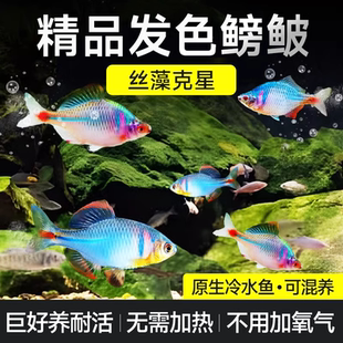 鳑鲏鱼七彩旁皮冷水鱼活体好养淡水观赏鱼原生小型鱼苗除藻群游鱼