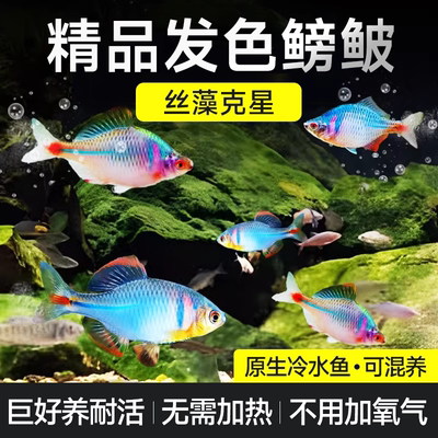 鳑鲏鱼观赏冷水原生七彩旁皮高体