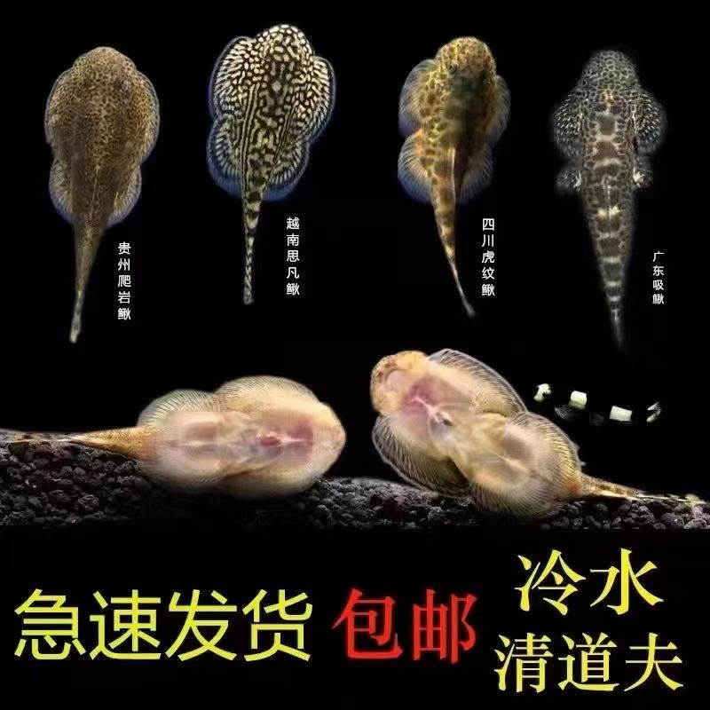 冷水清道夫贵州爬岩鳅双吸盘除藻清理鱼缸残渣清洁鱼不加温琵琶鱼