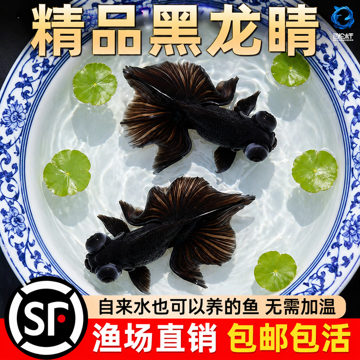 金鱼活体黑龙睛观赏鱼活体鱼缸冷水鱼金鱼苗好养耐活小型宠物鱼