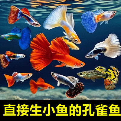 孔雀鱼活体纯种观赏鱼小型淡水好养热带鱼斑马鱼清道夫独立包装鱼