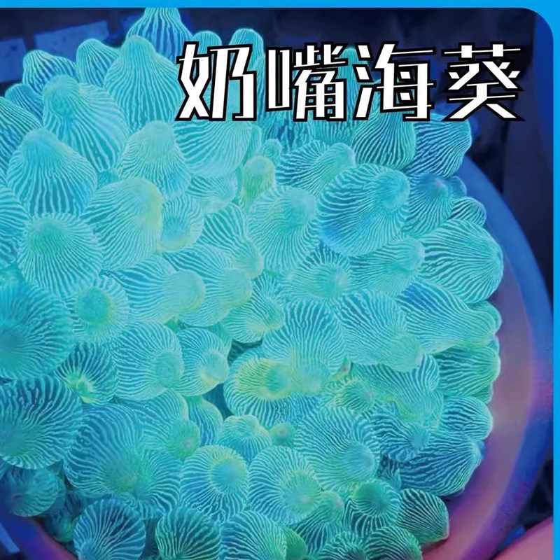 奶嘴海葵红奶嘴小丑共生海葵x荧光软体珊瑚地毯海缸生物小丑鱼海