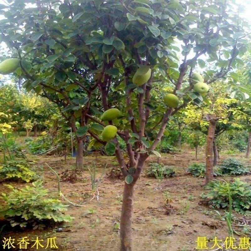 木瓜海棠树苗木瓜海棠苗浓香木瓜树庭院J别墅绿化行道风景观花树