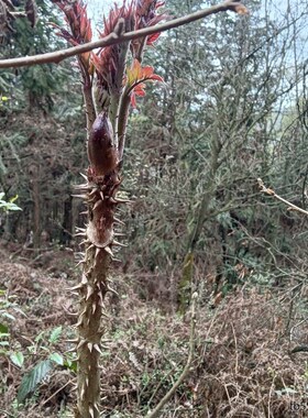 刺脑包刺老芽刺龙芽刺老包刺龙头苗刺包头树苗刺树苗X大苗老根园