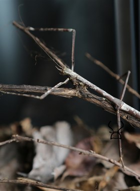 【树枝】真实昆虫竹节虫标本生态微景观玻璃罩家居办公室摆件收藏