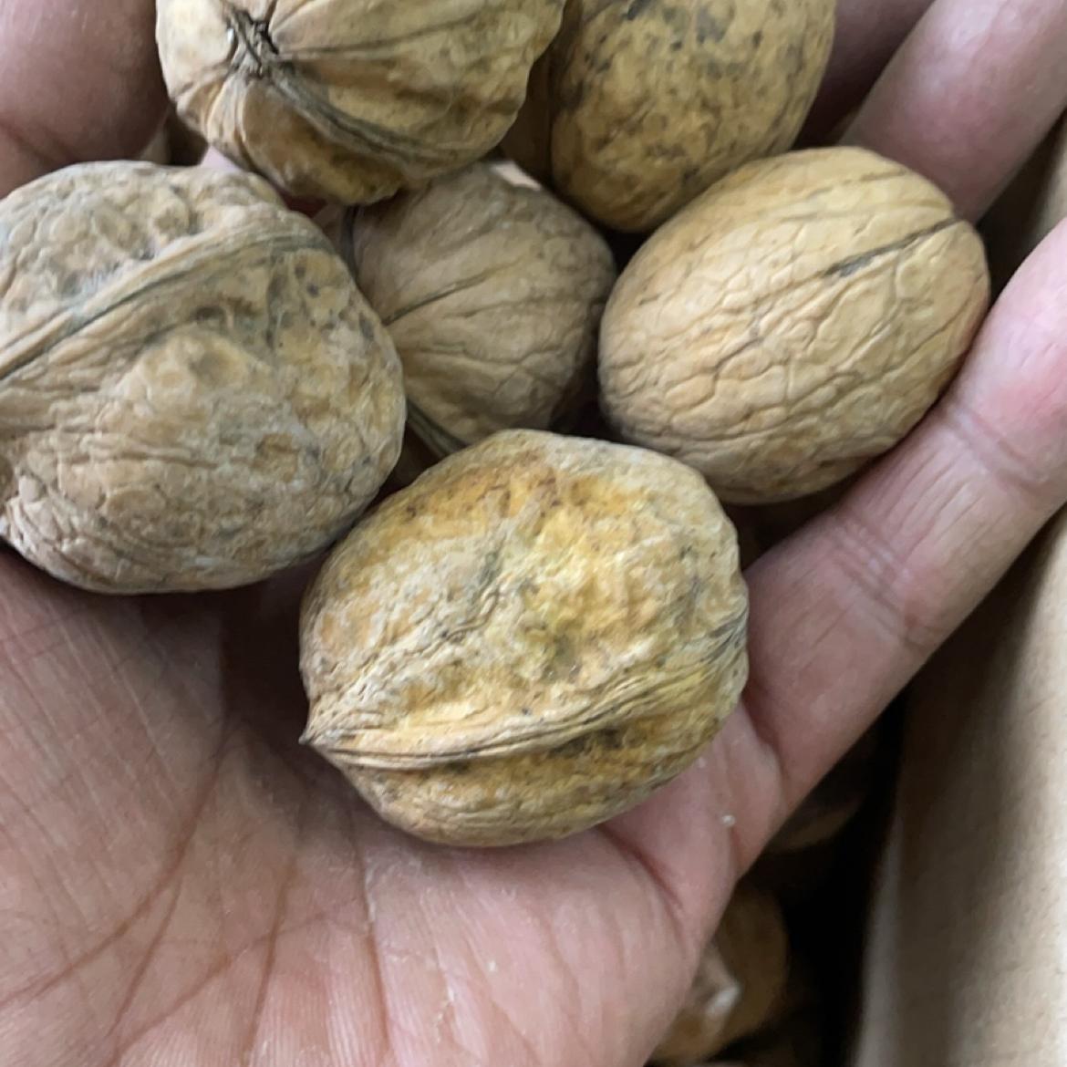 25年新货阿克苏185核桃生的未清洗