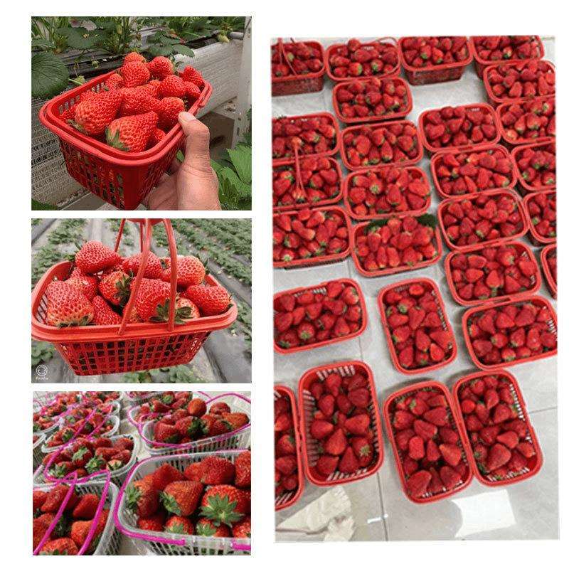 手提水果篮形1-6斤SLT长方采摘莓篮篮草樱桃篮桑葚蓝莓篮塑料小馍