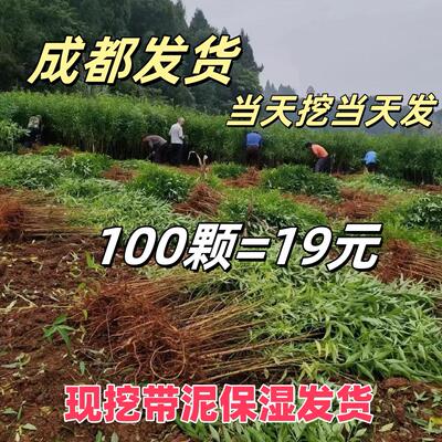 毛桃苗正宗现挖现发落叶保湿发货