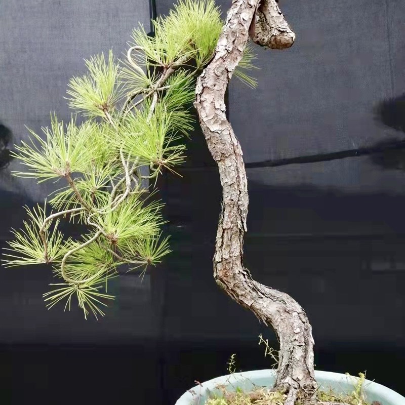 直销产提根文人黑松五针松盆景黄山松大型造型老桩迎客松庭院阳台