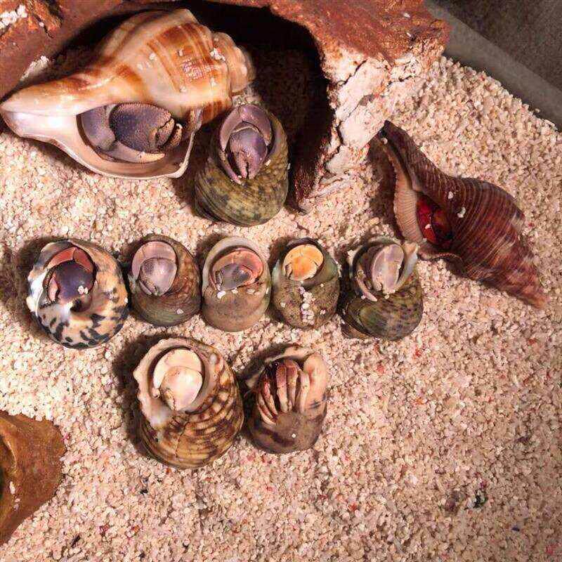 居寄蟹宠物寄居蟹淡水水生小宠物好养迷你小型R学生宿舍网红可爱