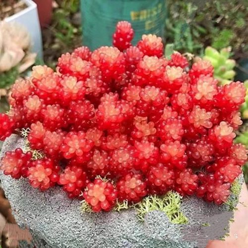 红浆果多肉植物多头群生小老桩肉肉植物盆栽含盆