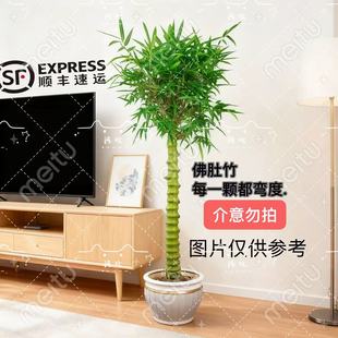 佛肚竹盆栽绿植室内外阳台盆景花卉竹子罗汉竹