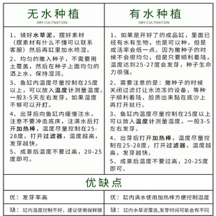 极速鱼缸水草植j物真草养鱼牛毛珍珠草生态造景泥水草籽种孑鱼草
