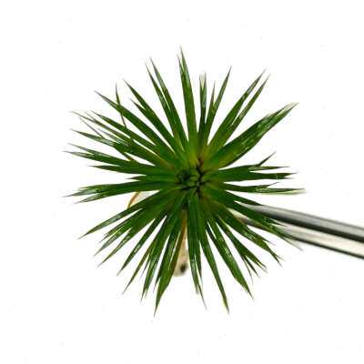 新品迷你古精南美细叶古精国王古精谷G精水草鱼缸造景前景中景稀