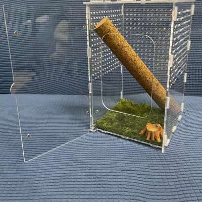 极速睫角守宫R属盖勾亚树蛙树栖B老爷树蛙饲养箱素背螽斯鸣虫爬虫