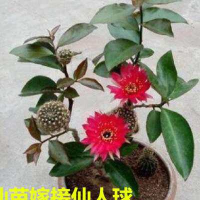 新品叶仙苗叶仙人掌木麒麟苗嫁z接蟹爪兰砧木假昙仙人球老桩苗枝