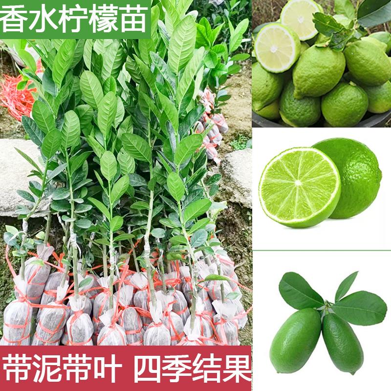 台湾四季香水柠檬树苗广东