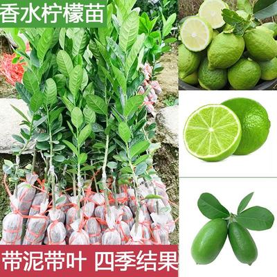 台湾四季香水柠檬树苗广东