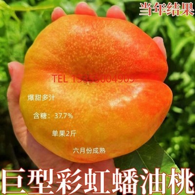 嫁接黄油蟠桃树苗新品种特