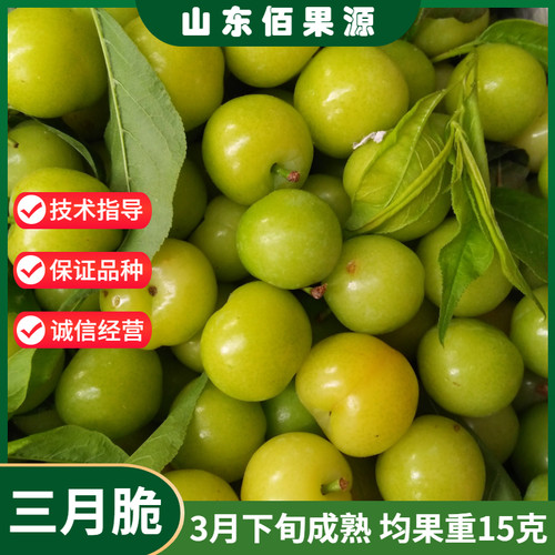 李子树果苗嫁接三月小珍珠