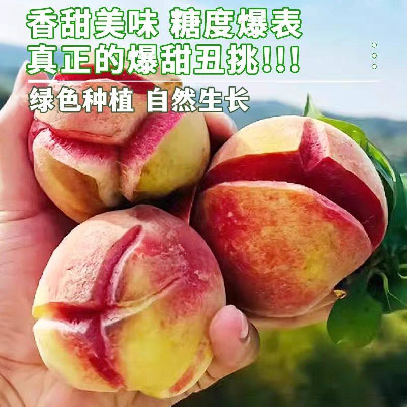 正宗嫁接新品种金秋蜜丑桃树苗盆栽地栽南北方种植耐寒当年结果