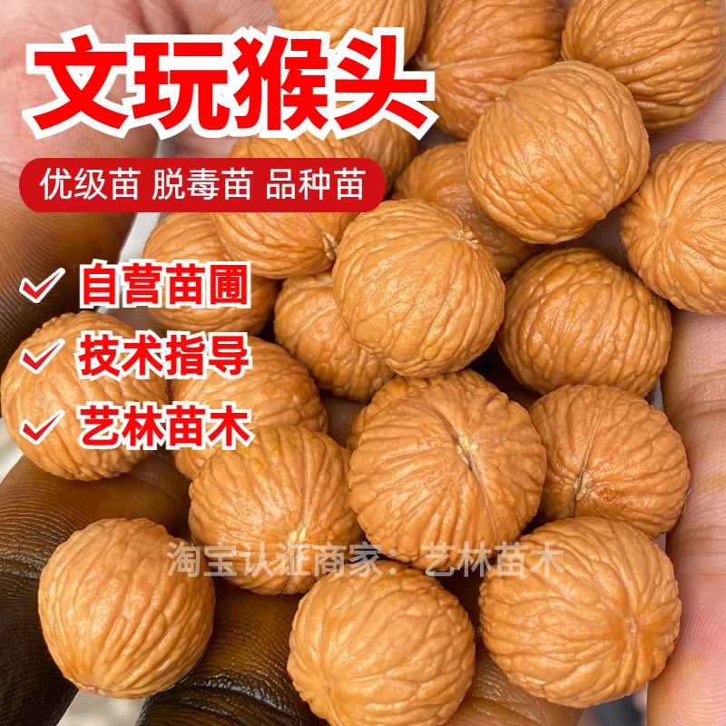 正圆猴头核桃树苗土豪凤羽