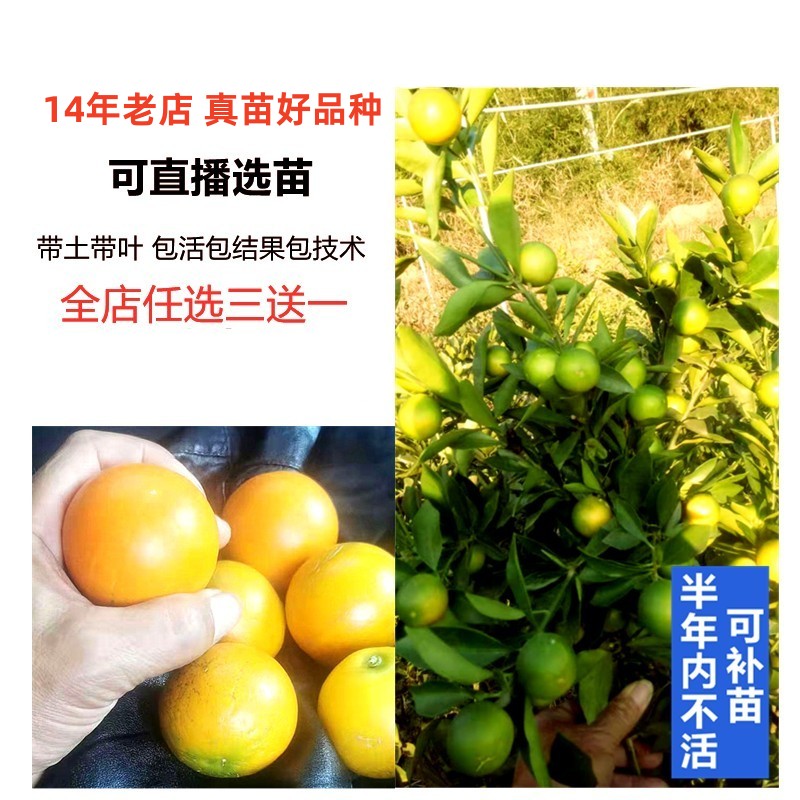 特大果脆皮融安滑金桔树苗