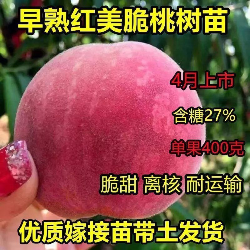 特大早熟桃树果苗嫁接超