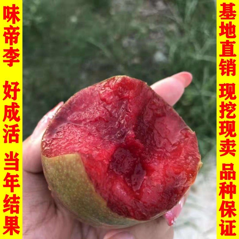 新品种果树苗特大青皮红心李子树苗大红袍李子苗嫁接南方北方种植