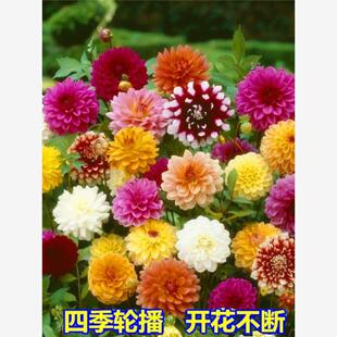 小丽花种子四季播种开花重瓣太阳花种籽易活室内盆栽苗大丽花种孑