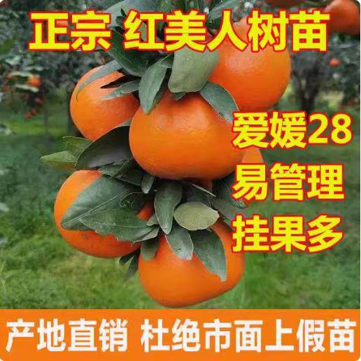 正宗象山红美人树苗爱媛28