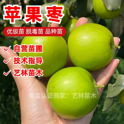 苹果枣苗牛奶大青树嫁接盆