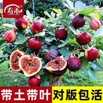 无花果树苗带土四季盆栽种