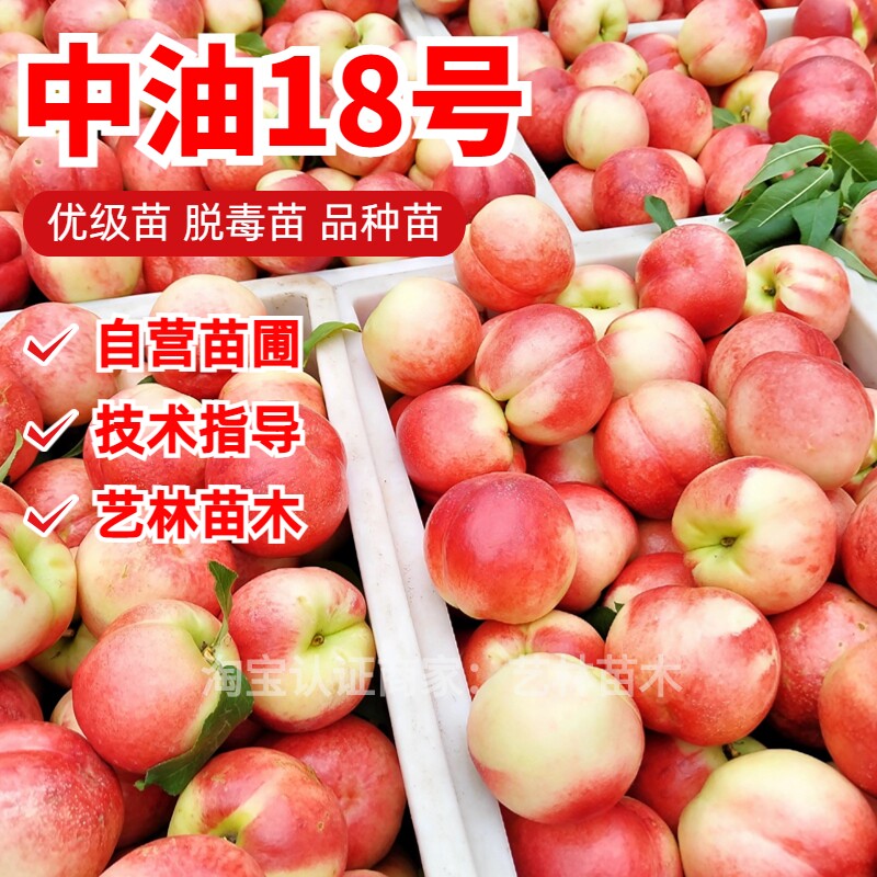 早熟脆甜白肉全油桃苗南方北方种植当年挂果嫁接中油18号油桃树苗
