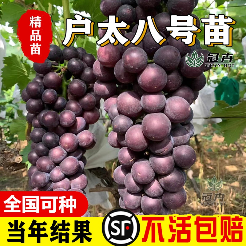 滬太八號(hào)葡萄樹苗花盆栽果樹果苗葡萄果樹種植苗北方耐寒南方種植