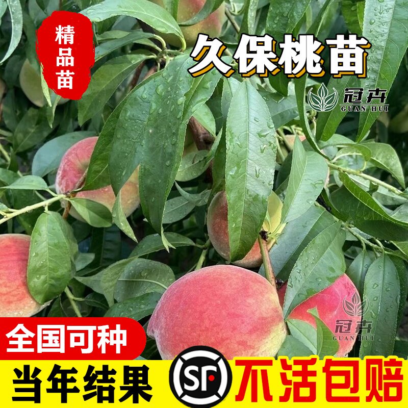 正宗平谷大久保桃树苗南北方种植特大水蜜桃树苗嫁接当年结果树苗