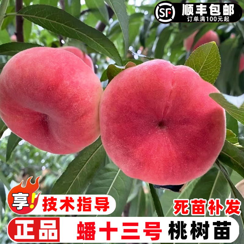 蟠桃树果苗嫁接平谷13号特