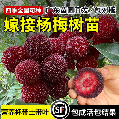 杨梅树苗带土南方嫁接水晶