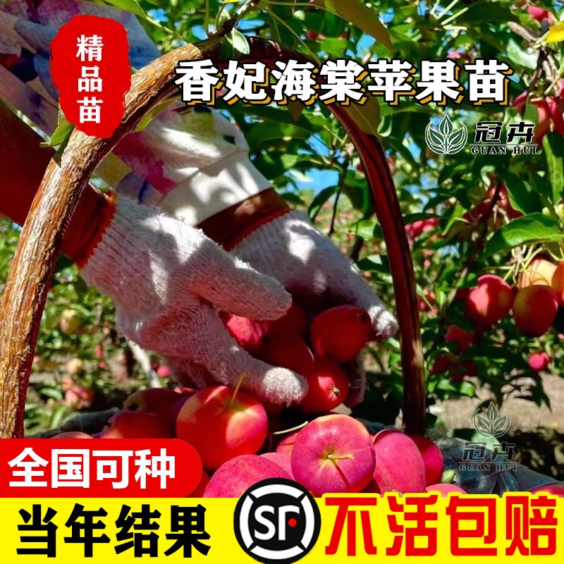 香妃海棠果树苗南北方地栽庭院阳台盆栽种植嫁接苹果树苗当年结果