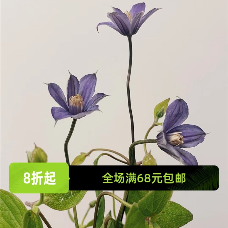 幸福园艺家阿拉贝拉P9小苗中苗全缘铁线莲开花机器易养护