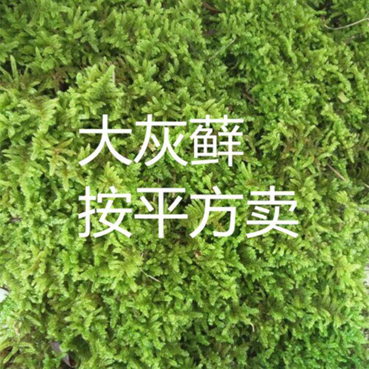多肉微景观苔藓 庭院青苔 大灰藓 1平方米 散装