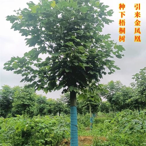 中国梧桐树苗青铜苗青桐树庭院家门口行道遮荫绿化苗木耐寒风景树