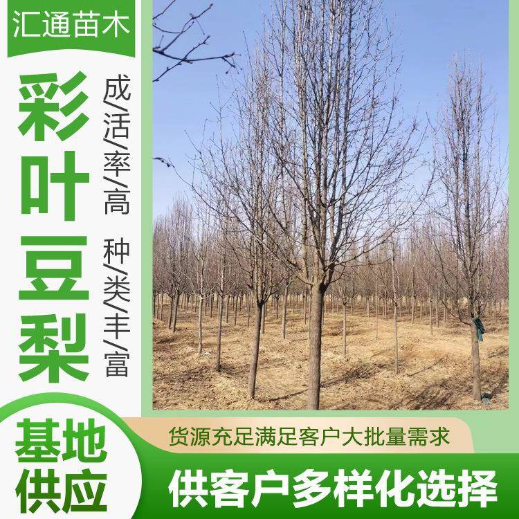 10-13彩叶豆梨道路绿化防护树落叶乔木棠梨野梨树园林景观树