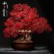 水晶红宝石钱树家庭入口婚礼节日客厅办公室商店生日开幕礼品装 饰