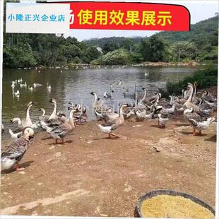 厚喂鸡食槽圆形养l鸡神器鸡鸭鹅饲料槽仔猪保育料槽喂鸡牛筋盆-