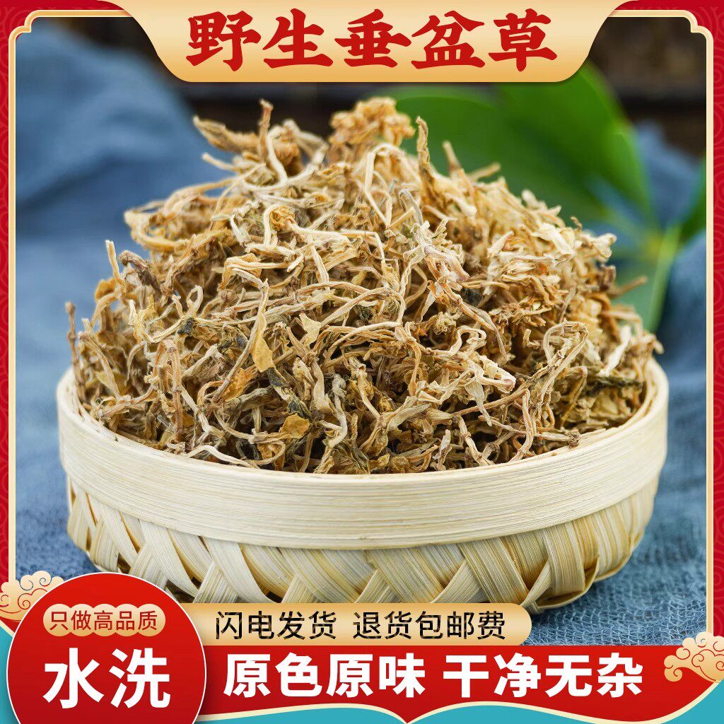 垂盆草中药材500g正宗野生药用食用垂盆草干货泡茶干垂盆草锤盆草
